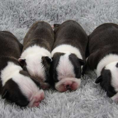 Shebos Geez Louise Litter has arrived!