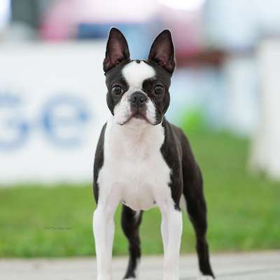 Confirmed Up-Coming Litter due to arrive late November 2025.