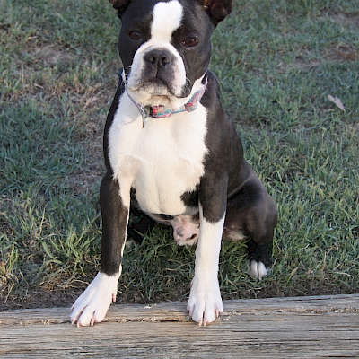 7 Month Old Boy looking for a forever home