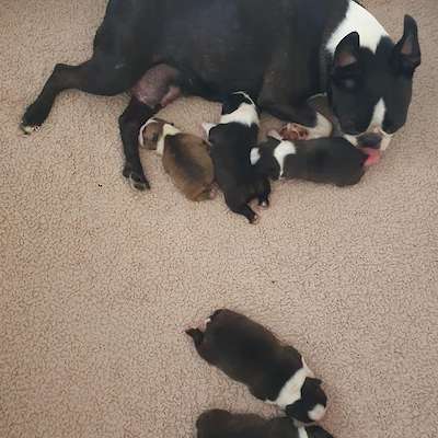 New Puppy Video - 5 Days Old!