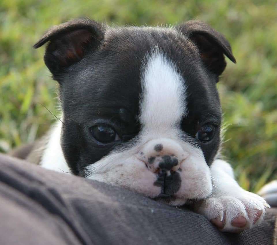 Litters