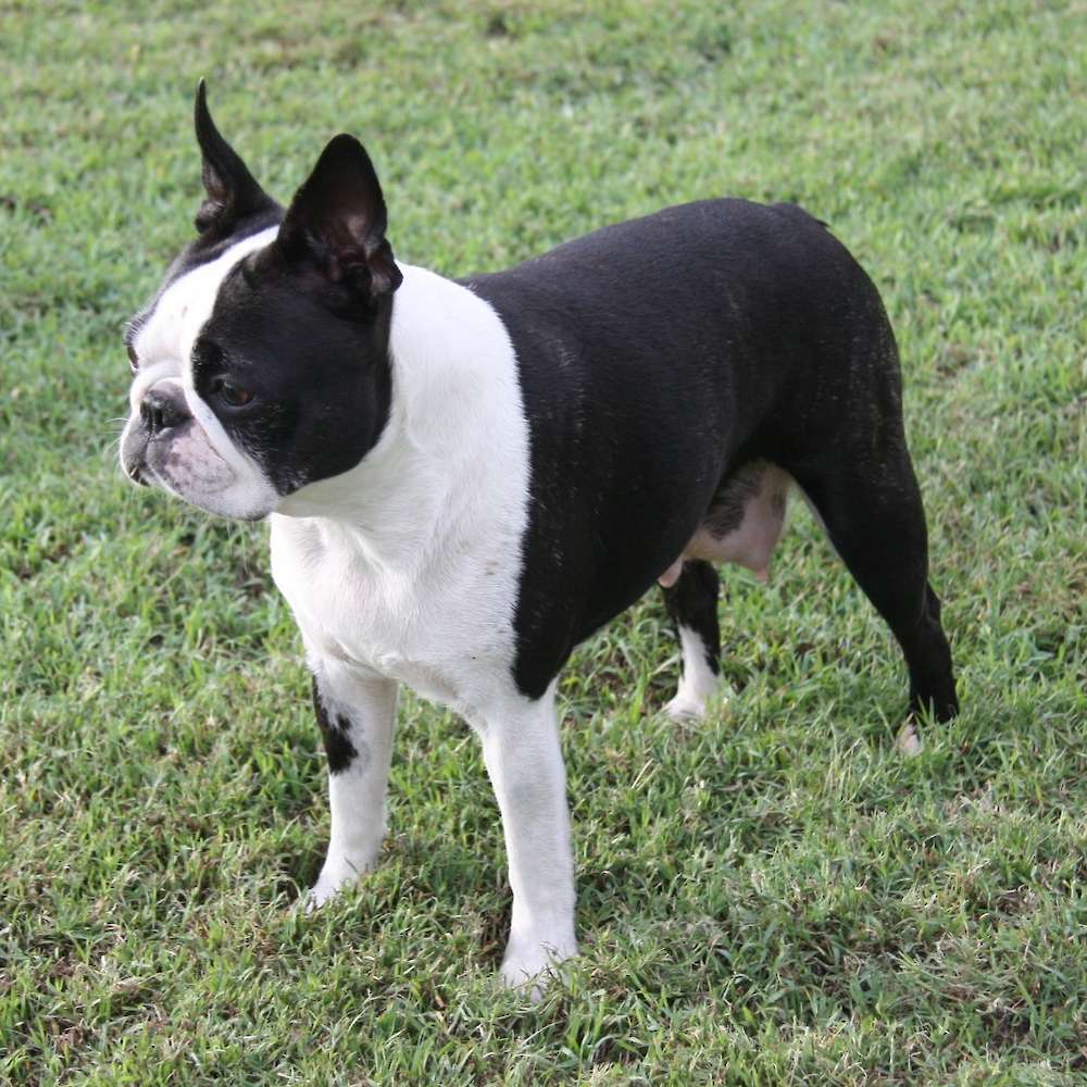 Aus CH Zareba Shinebrite Lika Diamond