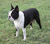 AUST CHAMPION Aus CH Zareba Shinebrite Lika Diamond 