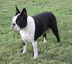 AUST CHAMPION Aus CH Zareba Shinebrite Lika Diamond 