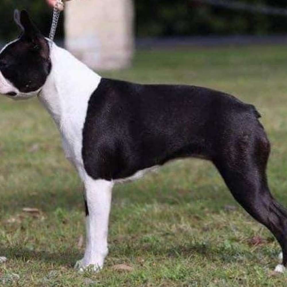 Aus CH Zareba Shinebrite Lika Diamond