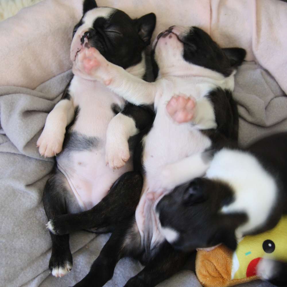 Puppies