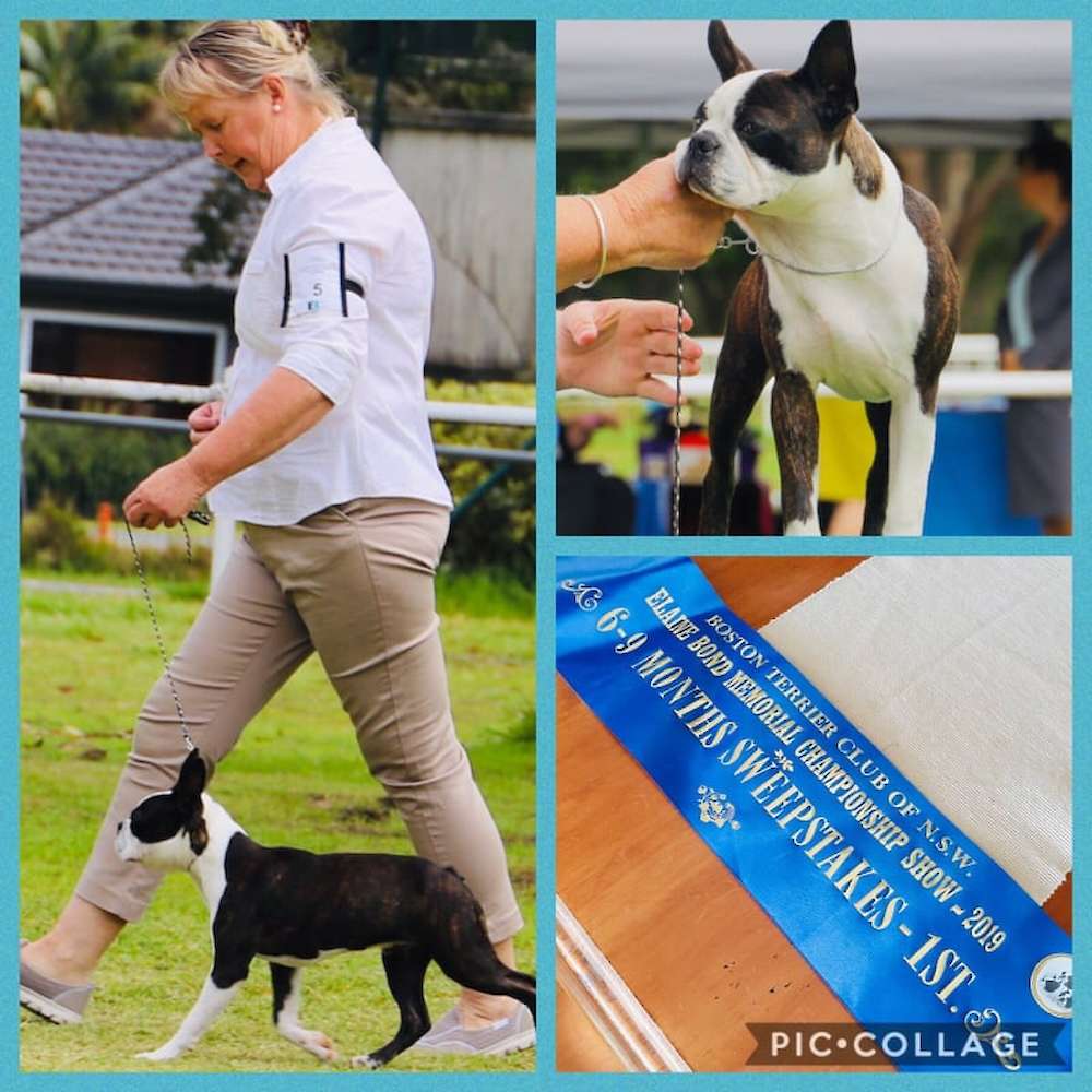 Boston Terrier Club of NSW Specialty Show - Elaine Bond Memorial Show.