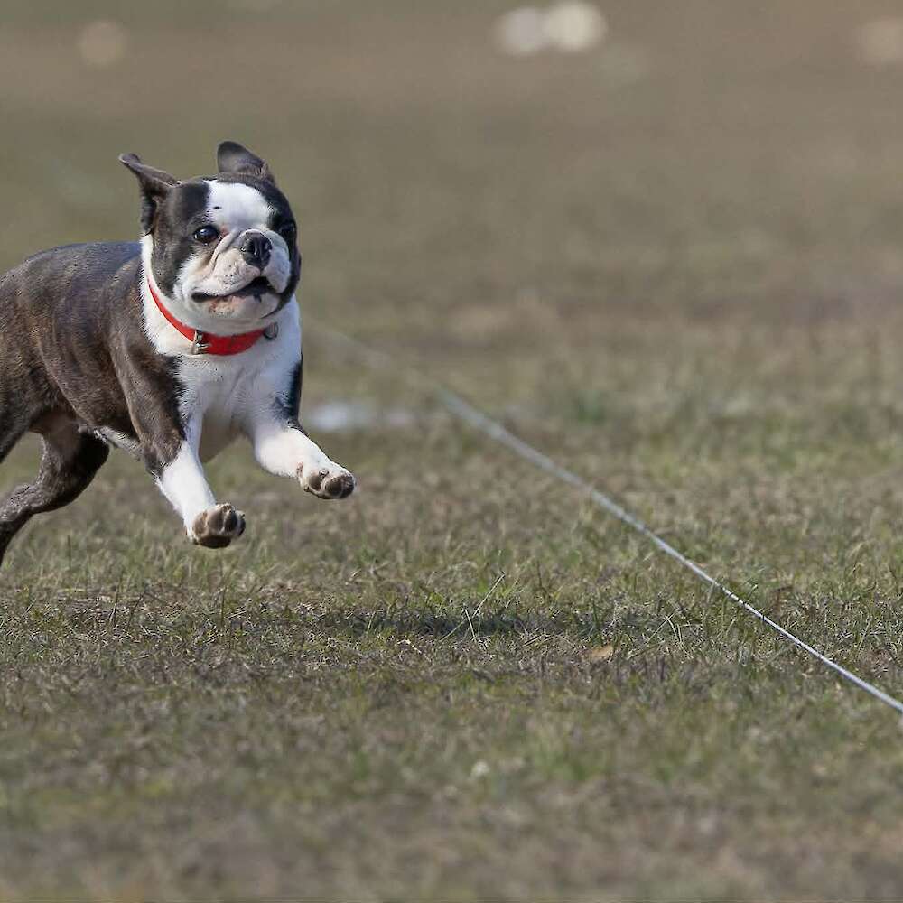 Nikki Taylor Pet Photography