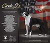 AM. CHAMP / AM. GRAND CHAMP GCH CH Circle J's Majestic Happy @ Primo Cavaliere  (sem) 