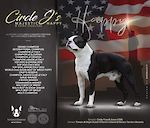AM. CHAMP / AM. GRAND CHAMP GCH CH Circle J's Majestic Happy @ Primo Cavaliere  (sem) 