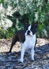 AUST CHAMPION CH. HEARTBEATS INVICTUS (IMP USA) 