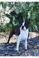 AUST CHAMPION CH. HEARTBEATS INVICTUS (IMP USA) 