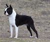 AUST CHAMPION CANMOY'S BOSTON ROCKEFELLER (IMP FIN) 