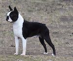AUST CHAMPION CANMOY'S BOSTON ROCKEFELLER (IMP FIN) 