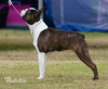 AUST SUPREME CHAMP SUP. CH. ZAREBA STRUTS LIKE A SHOWGIRL 