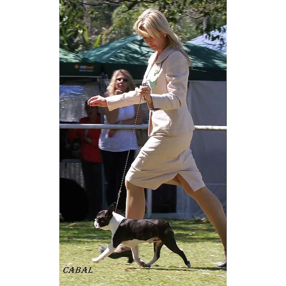 Sup Ch Zareba Justice Prevails