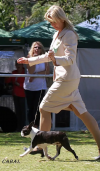 AUST SUPREME CHAMP Sup Ch Zareba Justice Prevails 
