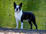 AM. GRAND CHAMP AUST SUPREME CHAMP. AM. GR CH. SUP. CH CAMPBELL CLAN'S CRUISIN FOR A BRUISIN' (IMP USA) 