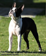AUST CHAMPION CH. ZAREBA THE DEVINE MISS M 