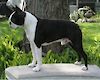 AM. CHAMP / AM. GRAND CHAMP GCH CH KEN'S N' ROOBARB N' THE HORSE YA RODE IN ON (USA) 