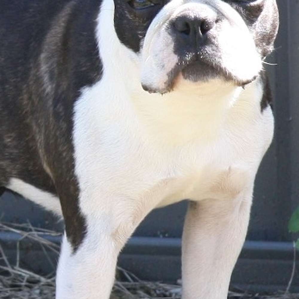 Maplewood Freya