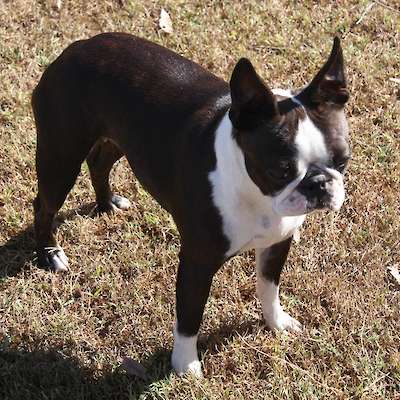 Confirmed Up-Coming Litter Due December 2023