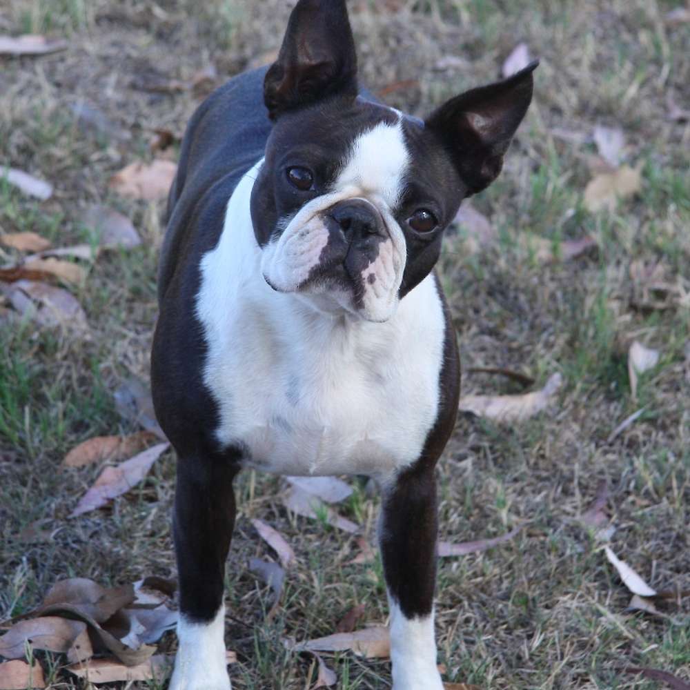 Confirmed Up-Coming Litter due December 2023