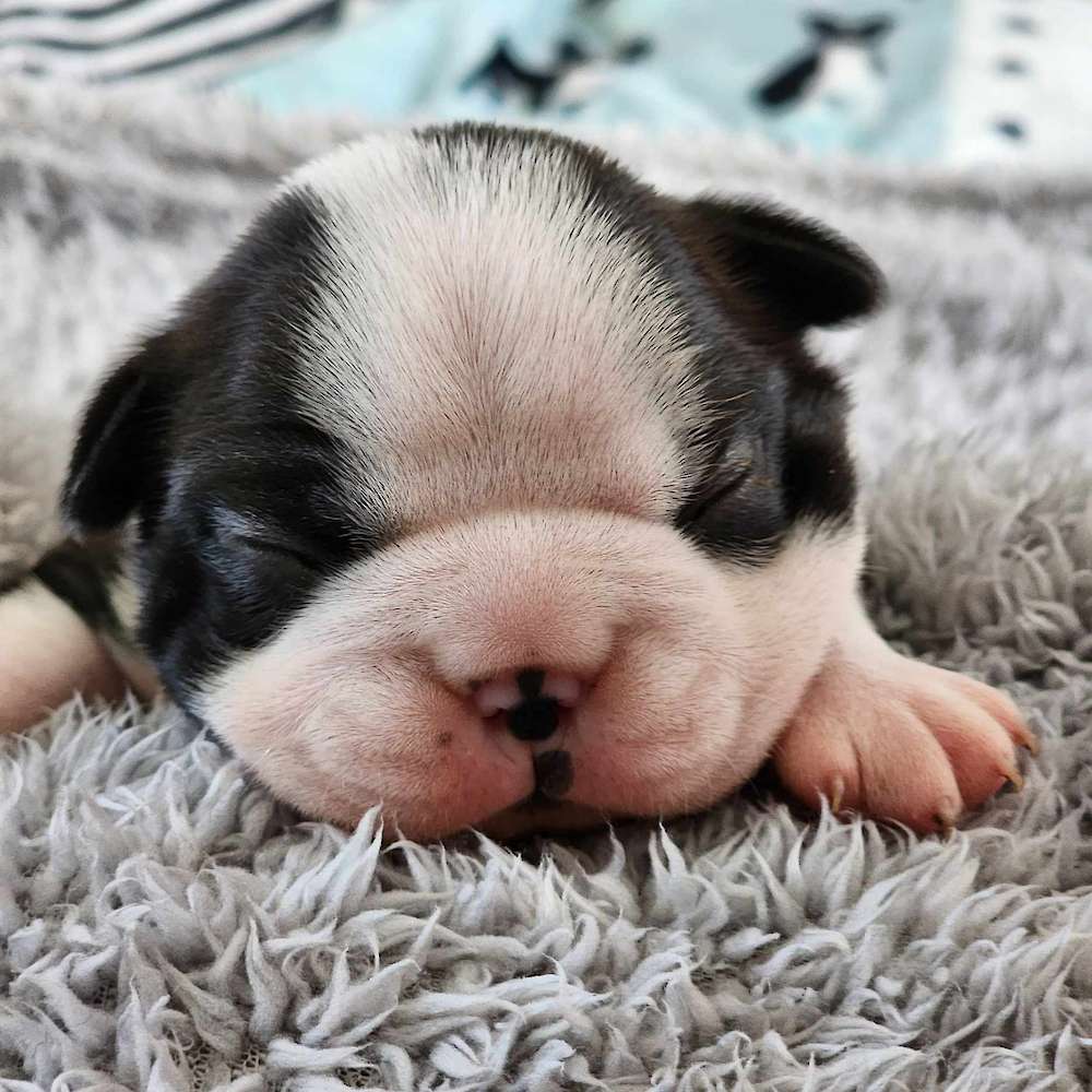 12 Days Old today and we have eyes 