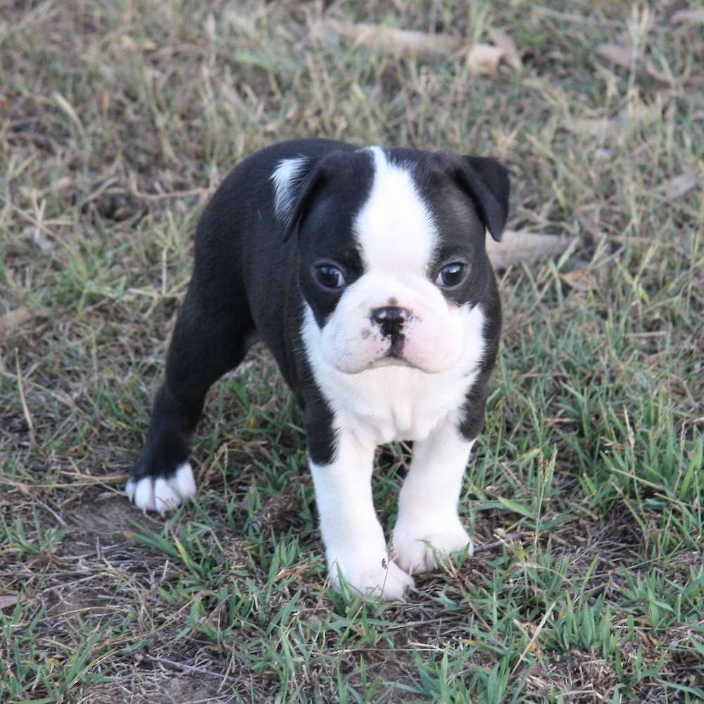 5 Weeks Old and they are adorable!