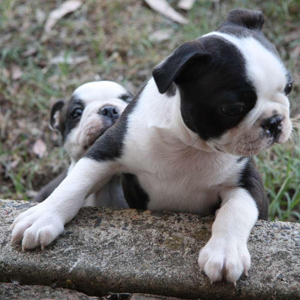 Shebos Happy Wife Happy Life