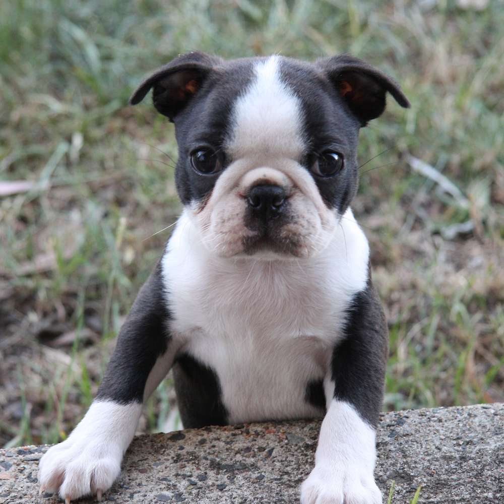 Shebos Shake It Up Baby