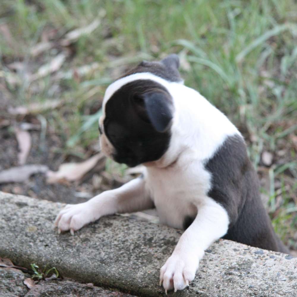 Shebos Twist And Shout