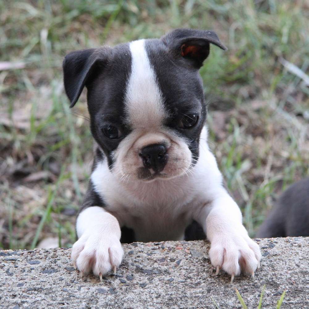 Shebos Twist And Shout