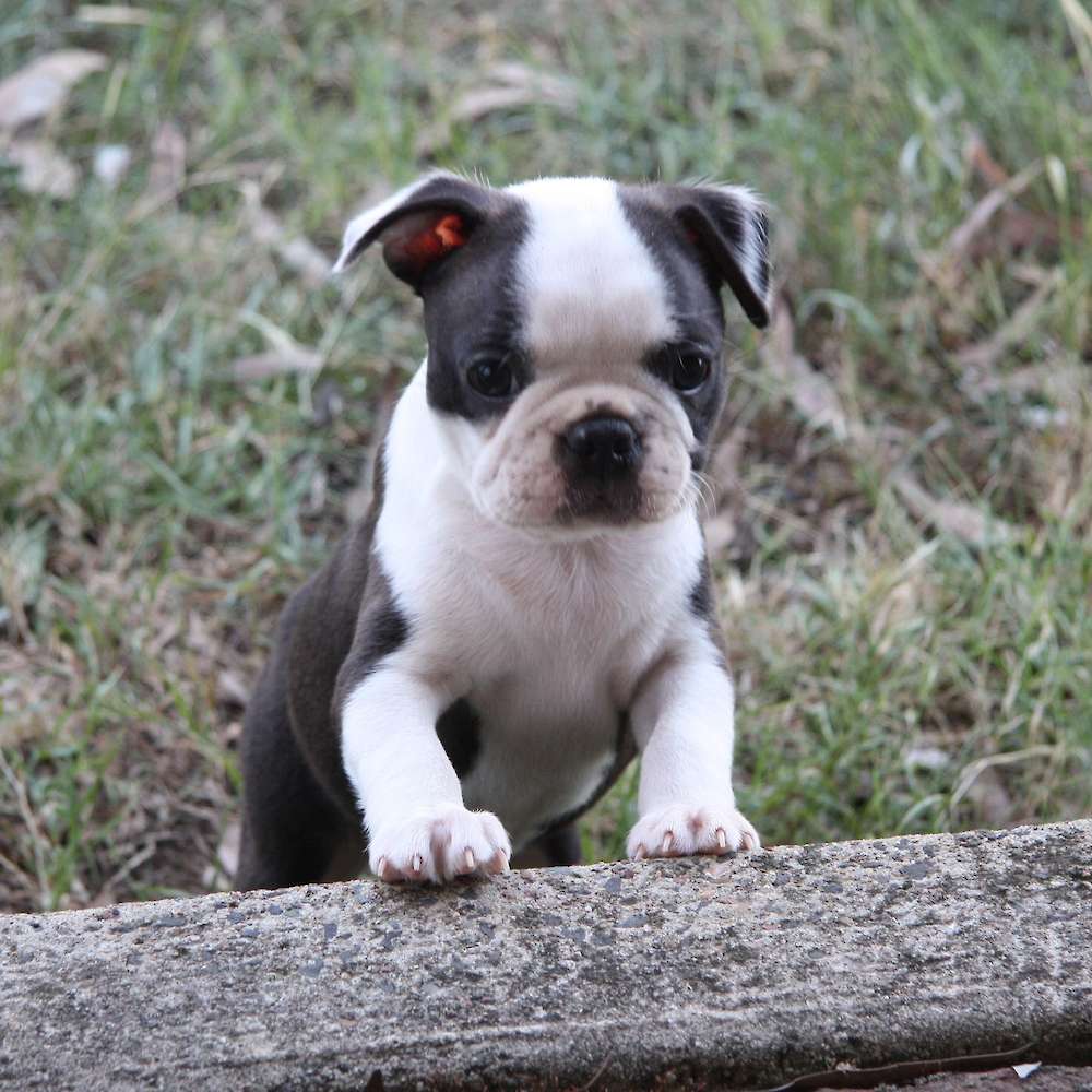 Shebos Razzle Dazzle