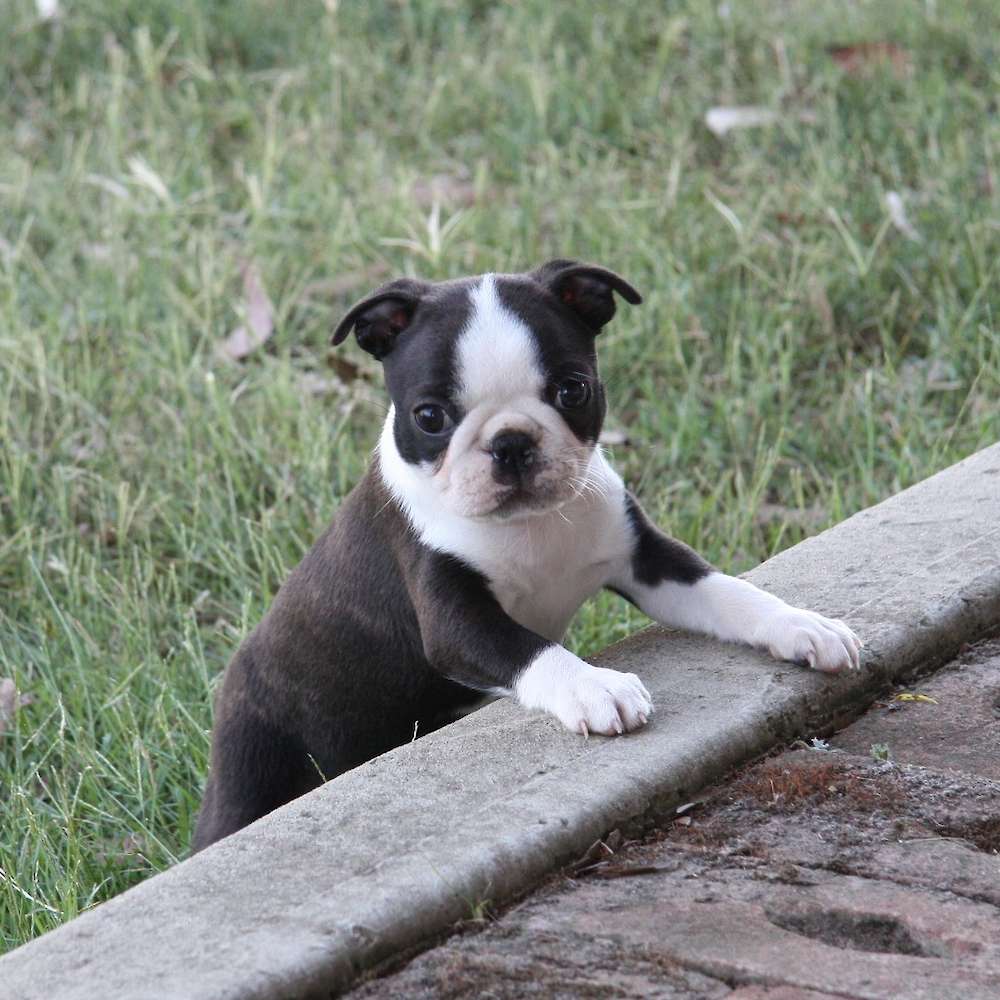 Shebos Shake It Up Baby