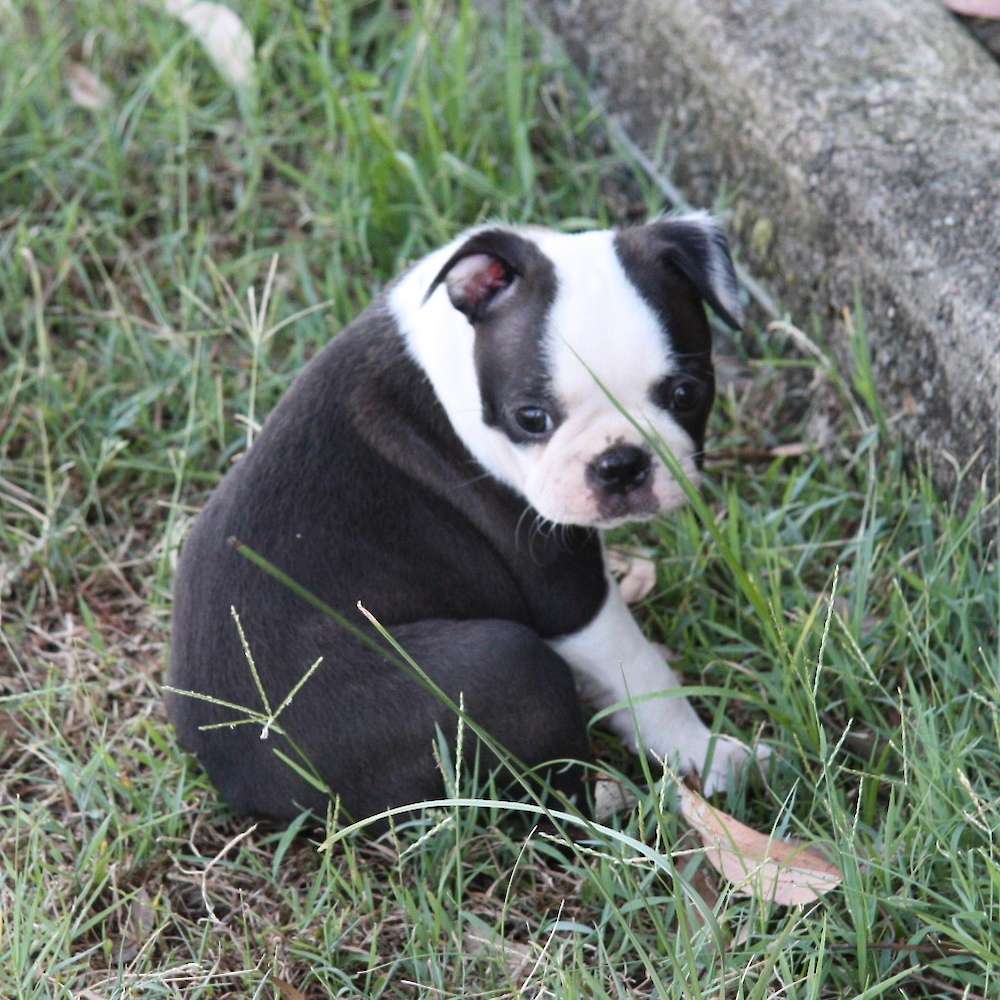 Shebos Razzle Dazzle