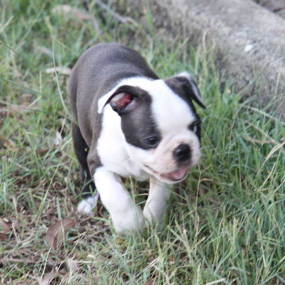 Shebos Razzle Dazzle