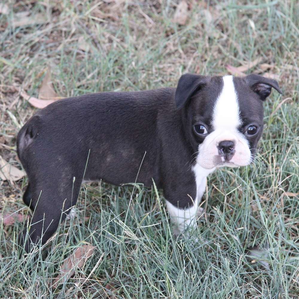 Shebos Twist And Shout