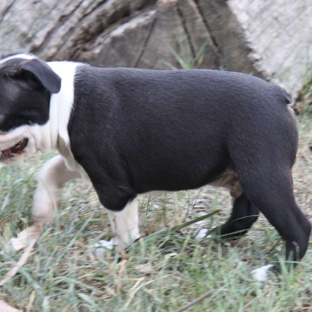 Shebos Happy Wife Happy Life