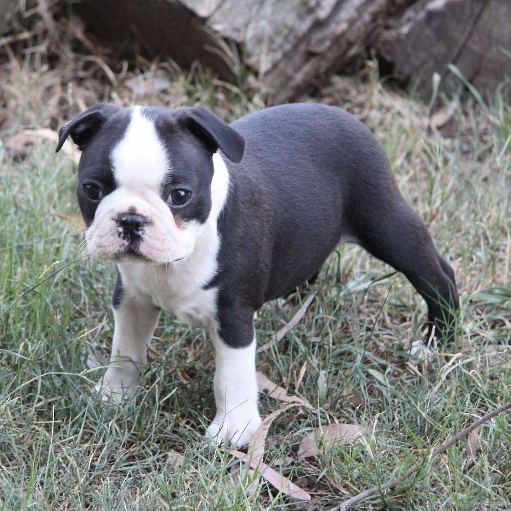 Shebos Happy Wife Happy Life