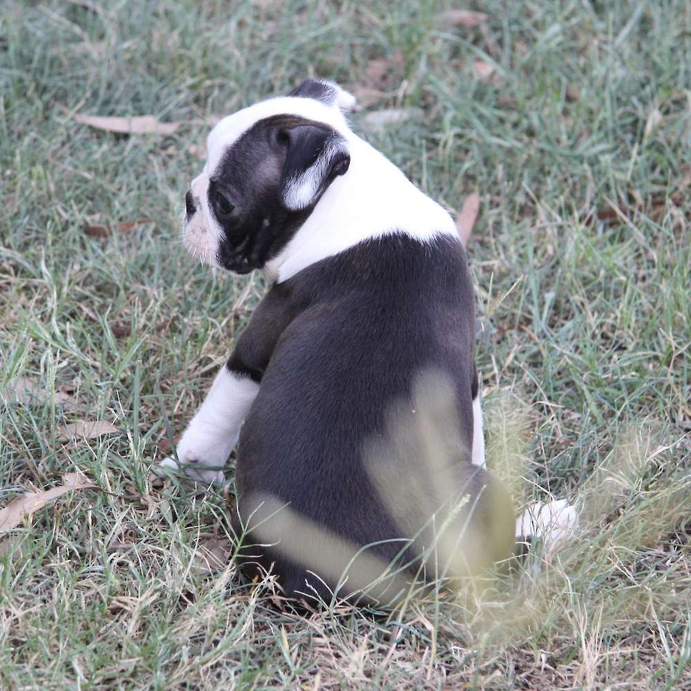 Shebos Razzle Dazzle