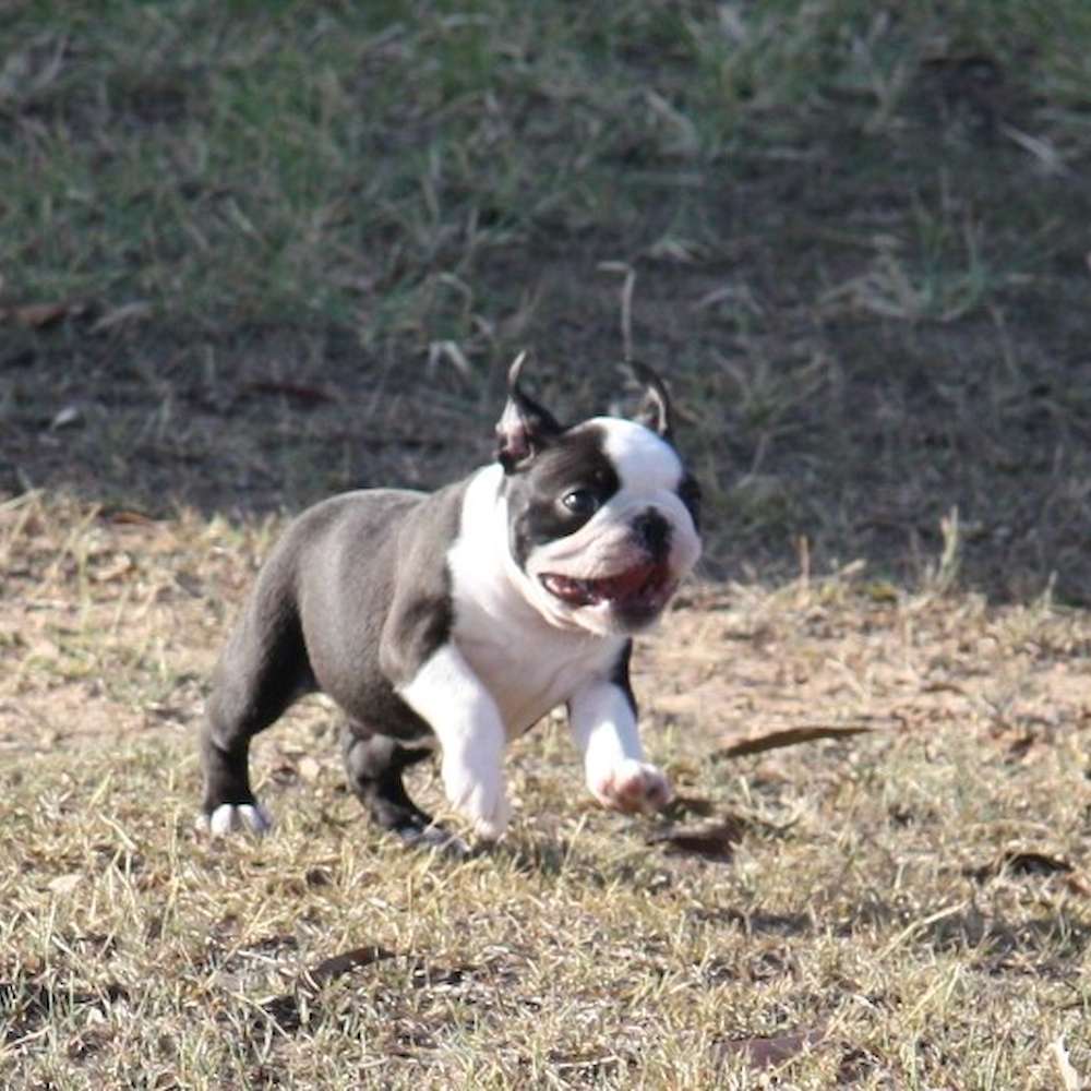 Shebos Happy Wife Happy Life