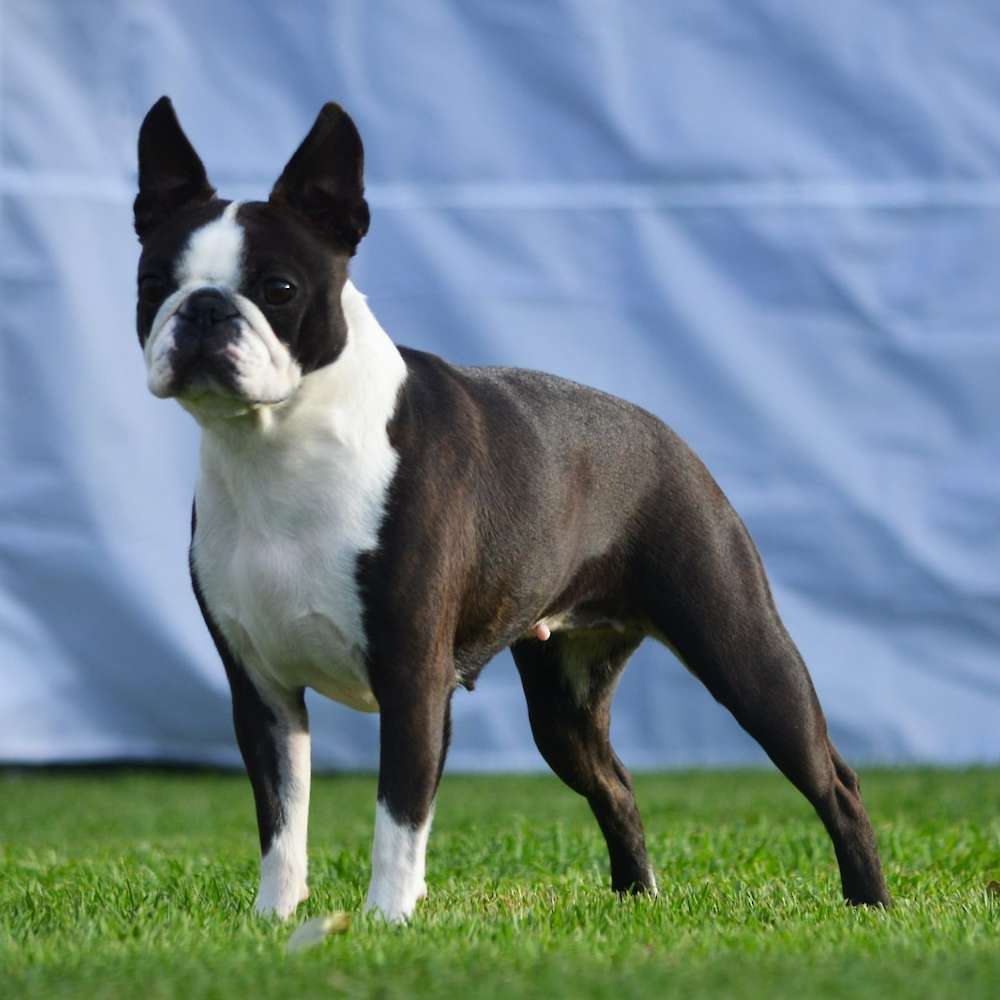 Aus CH Shebos Shake It Up Baby
Photo by Amy Gilson   https://www.zarebabostonterriers.com