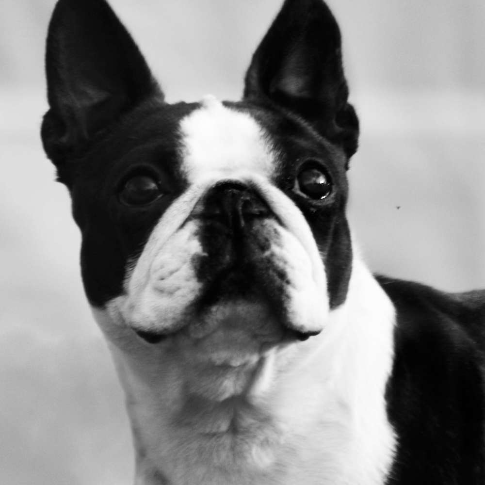 Aus CH Shebos Shake It Up Baby
Photo by Amy Gilson   https://www.zarebabostonterriers.com