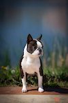  T-BO's GENTLEMAN FOR D'IVA 