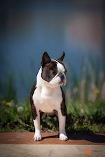  T-BO's GENTLEMAN FOR D'IVA 