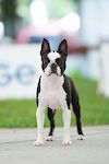 SVN Junior Ch. Victoria's Diamond Ego (IMP SVN) 