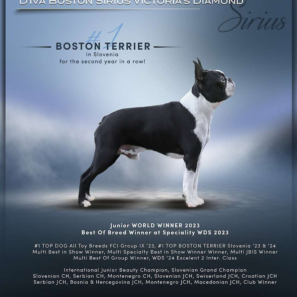 SLV CH. SLV JR CH. D'Iva Boston Sirius Victoria's Diamond