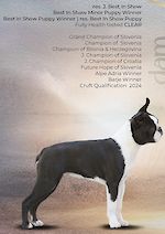 Multi EUR CHAMP. Victoria's Diamond Angel 