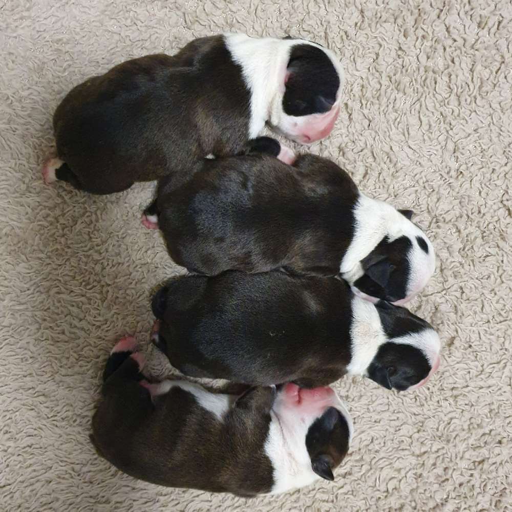Arrival of some very special babies.
